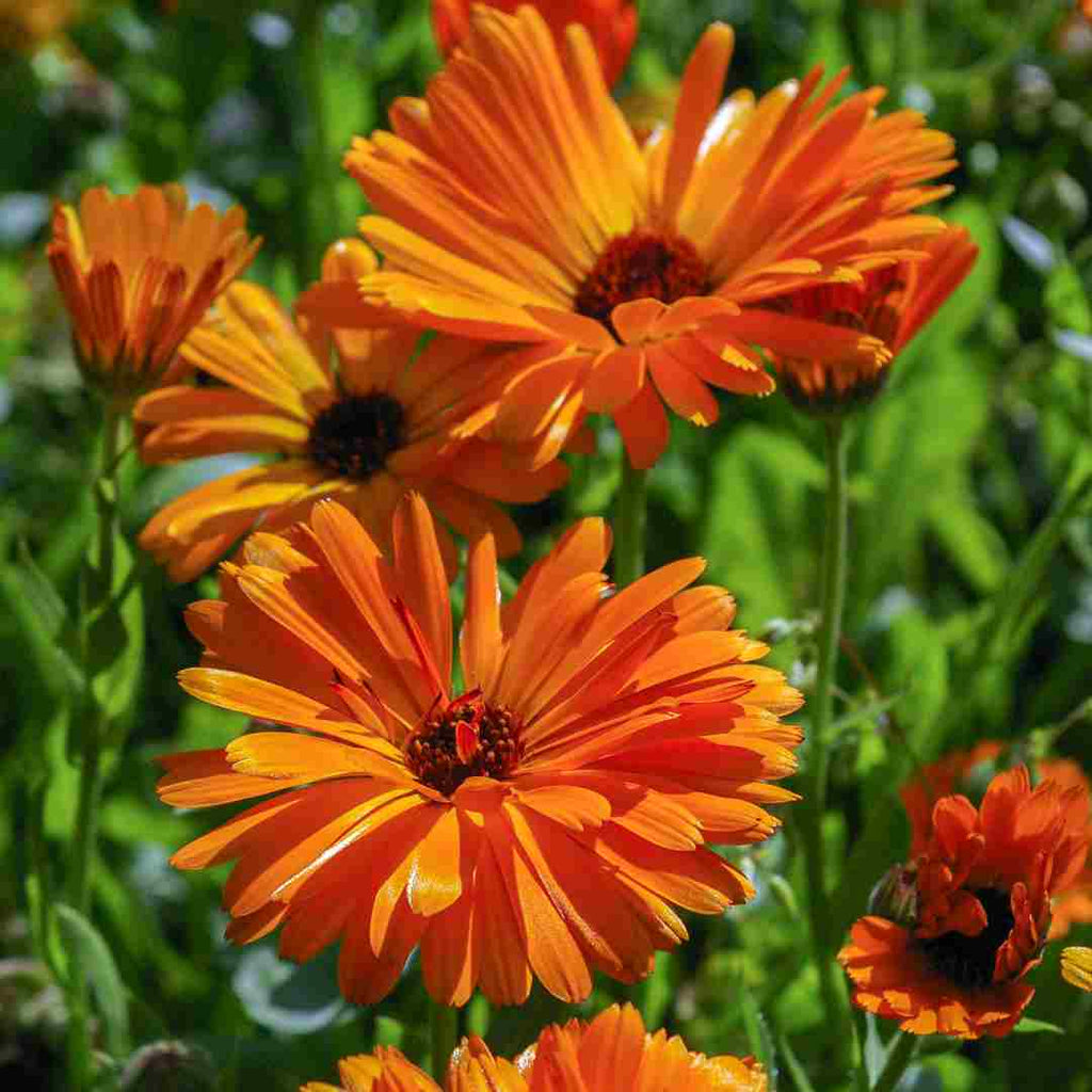 Calendula Flower Benefits: 7 Amazing Things It Can Do For You